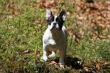 BOULEDOGUE FRANCAIS 1048